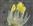  Three stamens and pseudostaminodes